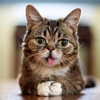 Image of Lil Bub linking to their artist page due to link from them being at the top of the main table on this page