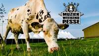 Thumbnail image for the event Muziekweekend Pesse supplied by the hosting site