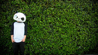 Thumbnail image for the event White Panda, Caye, New City supplied by the hosting site