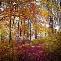 Thumbnail for the White Noise - Baby Sleep Specialists - 20 Calming Tracks for Restful Sleep and Total Stress Relief link, provided by host site