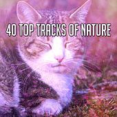 Thumbnail for the The Rest - 40 Top Tracks Of Nature link, provided by host site