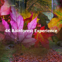 Thumbnail for the Nature Sounds Nature Music - 4K Rainforest Experience link, provided by host site