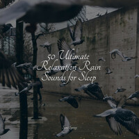 Thumbnail for the Sleep Songs 101 - 50 Ultimate Relaxation Rain Sounds for Sleep link, provided by host site