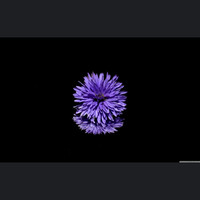 Thumbnail for the AUGUST - 8 link, provided by host site