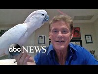 Thumbnail for the David Hasselhoff - A Hit on Facebook Live link, provided by host site