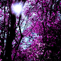 Thumbnail for the Studying Music Group - A Light Beyond the Trees (A collection of New Age, Ambient, Easy Listening and Classical for Meditation and Relaxation) link, provided by host site
