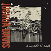 Thumbnail for the Joshua Davis - A Miracle of Birds link, provided by host site