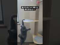Thumbnail for the Ado - 『Adoのベストアドバム』CM 負けられにゃい戦い篇🐈 link, provided by host site
