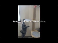 Thumbnail for the Ado - 『Adoのベストアドバム』CM 負けられにゃい戦い篇 link, provided by host site