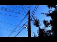 Thumbnail for the Ado - 【Ado】従属ふりったー　歌いました link, provided by host site