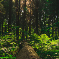 Thumbnail for the Asian Zen Meditation - Ambient Nature Melodies | Sleep link, provided by host site