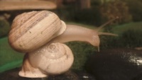 Thumbnail for the Liily - Anvil link, provided by host site