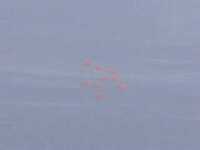 Thumbnail for the Red - Arrows do first display in New York link, provided by host site