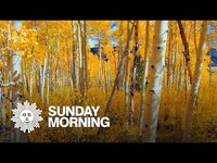 Thumbnail for the CBS Sunday Morning - Nature: Aspens in Utah link, provided by host site