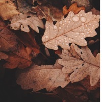 Image of Onething linking to their artist page due to link from them being at the top of the main table on this page