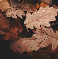 Thumbnail for the Onething - Autumn link, provided by host site