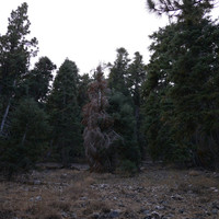 Thumbnail for the Merzbow - B link, provided by host site