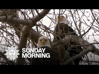 Thumbnail for the CBS Sunday Morning - Nature: Bald Eagles in South Dakota link, provided by host site