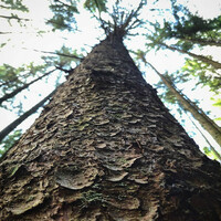 Thumbnail for the Borodin - Bare Trees link, provided by host site