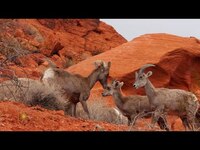 Thumbnail for the CBS Sunday Morning - Nature: Big horn sheep in Nevada link, provided by host site