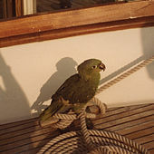 Thumbnail for the BIMINI - Bimini link, provided by host site