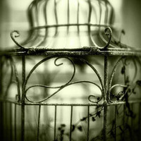 Thumbnail for the Cross - Birdcage link, provided by host site