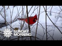 Thumbnail for the CBS Sunday Morning - Nature: Birds in New York State link, provided by host site