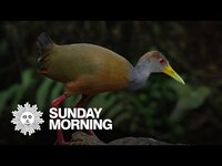 Thumbnail for the CBS Sunday Morning - Nature: Birds of Costa Rica link, provided by host site