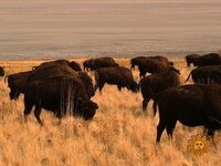 Thumbnail for the CBS Sunday Morning - Nature: Bison link, provided by host site