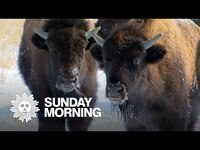 Thumbnail for the CBS Sunday Morning - Nature: Bison in Minnesota link, provided by host site