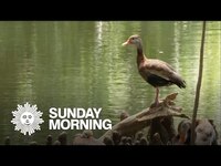 Thumbnail for the CBS Sunday Morning - Nature: Black-bellied whistling ducks in New Orleans link, provided by host site
