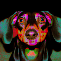 Thumbnail for the Elliot Adamson - BLACK DACHSHUND link, provided by host site