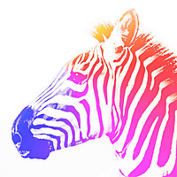 Image of Franck Valat linking to their artist page due to link from them being at the top of the main table on this page