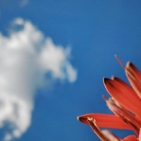 Thumbnail for the Michael Kamen - Bloom link, provided by host site