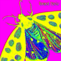 Thumbnail for the Sook - Brand New link, provided by host site