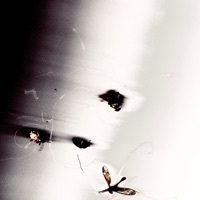 Thumbnail for the Notelle - Bugs link, provided by host site