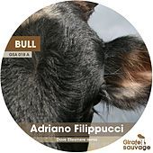 Thumbnail for the Adriano Filippucci - Bull link, provided by host site