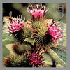 Thumbnail for the Christian Wolff - Burdocks link, provided by host site