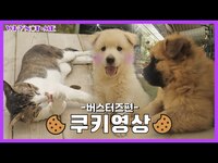 Thumbnail for the Busters - [와이낫미] ※귀여움 주의!※ 버스터즈(Busters) 뽀쟉이들 ★쿠키영상★ I EP.10-1 link, provided by host site