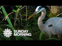 Thumbnail for the CBS Sunday Morning - Nature: Caddo Lake link, provided by host site