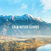 Thumbnail for the The Rest - Calm Nature Sounds link, provided by host site