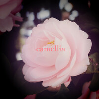 Thumbnail for the Camellia - camellia link, provided by host site
