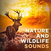 Thumbnail for the The Rest - Canopy Sounds: Birds link, provided by host site