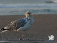 Thumbnail for the CBS Sunday Morning - Nature: Cape Cod link, provided by host site