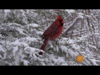 Thumbnail for the CBS Sunday Morning - Nature: Cardinals in the Oklahoma snow link, provided by host site