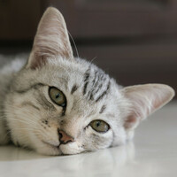Thumbnail for the Nature Sounds Library - Catscape Retreat: Gentle Nature Sounds for Restful Cat Routines link, provided by host site
