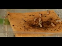 Thumbnail for the CASisDEAD - Cheese Slice link, provided by host site