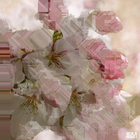 Thumbnail for the Benji Robot - Cherry Blossom link, provided by host site