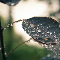 Thumbnail for the Asian Zen Meditation - Chillout Sounds of Nature | Nature Melodies | Soothing Music link, provided by host site