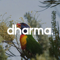 Thumbnail for the Dharma - Chills link, provided by host site